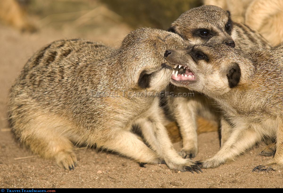 Meerkats
