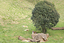 Tigers Resting
