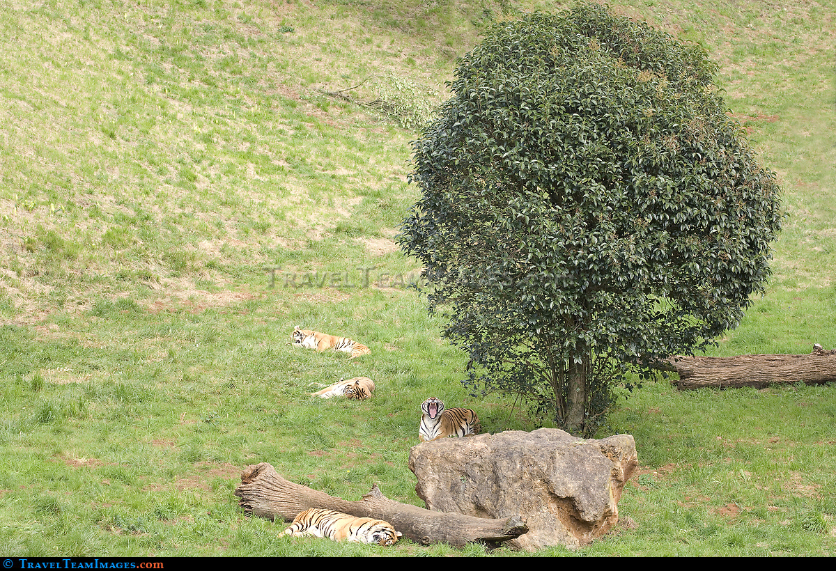 Tigers Resting