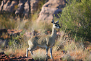 A male klipspringer standing sentinel