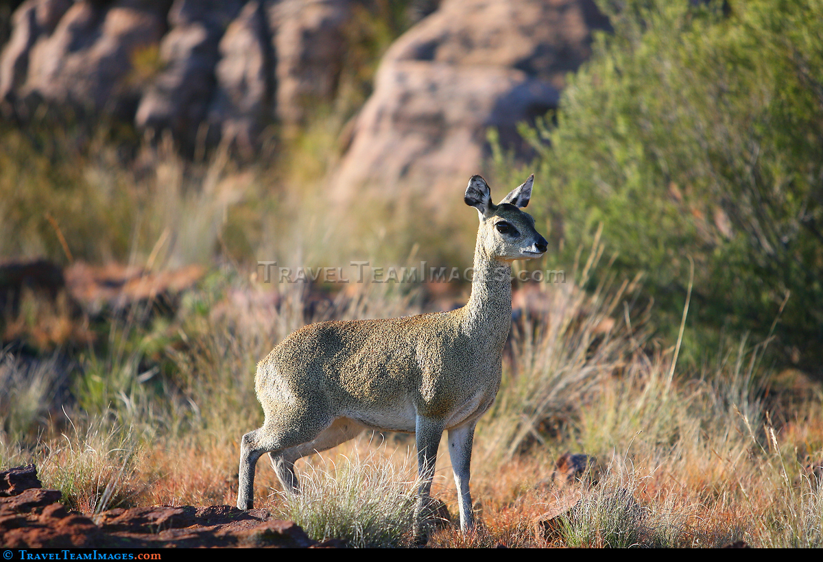Klipspringer