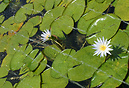 Water lilies in the Cairo Museum Garden