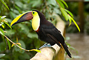 A very friendly keel-billed toucan (Ramphastos sulfuratus) at Waterfal...
