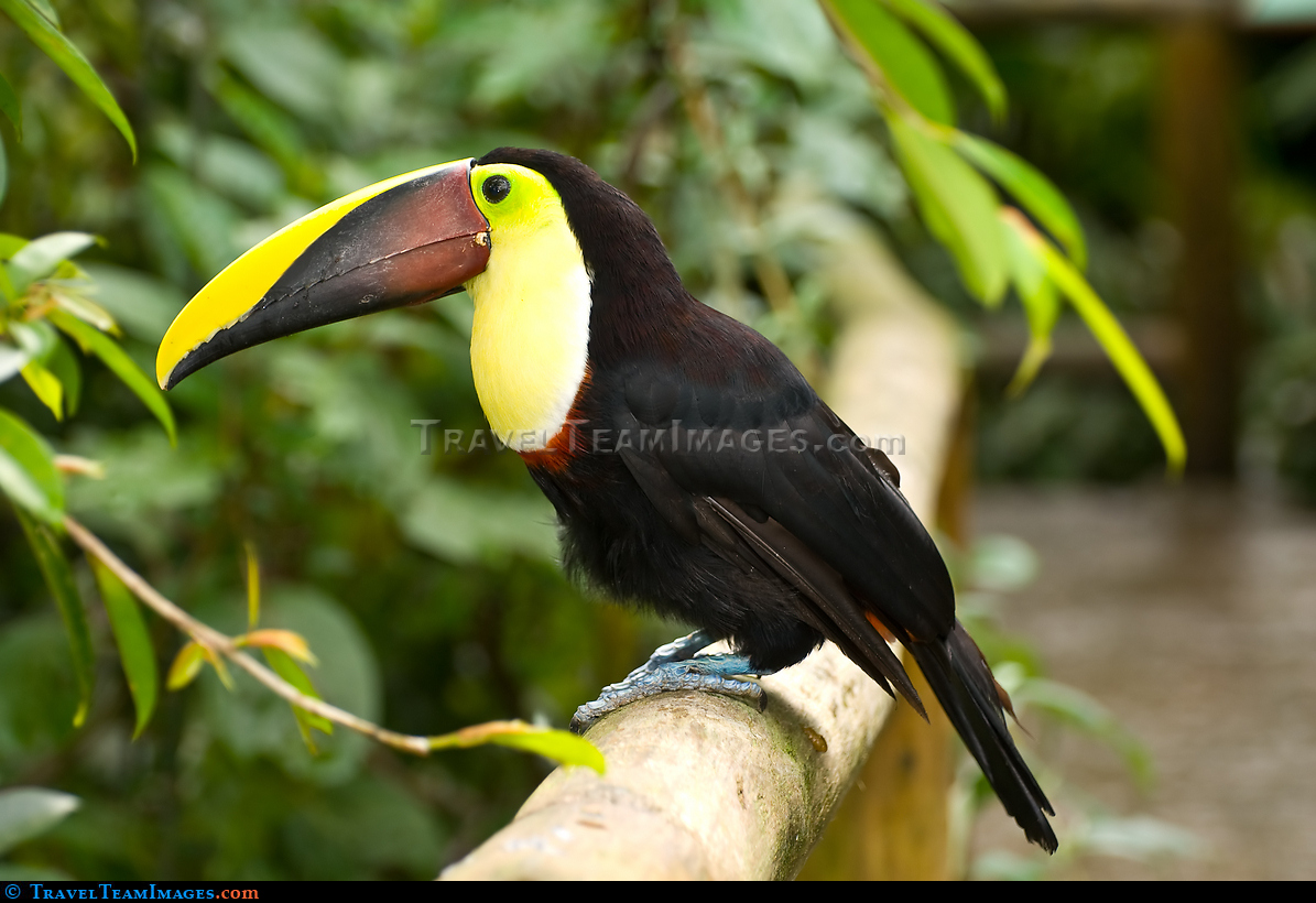 Keel-billed Toucan