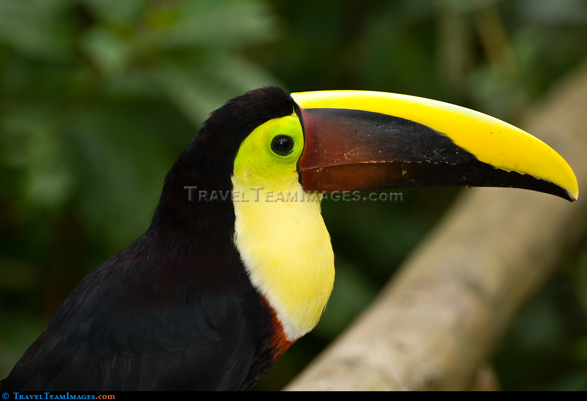 Keel-billed Toucan