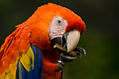 Scarlet Macaw (Ara Macao) in the rainforest.