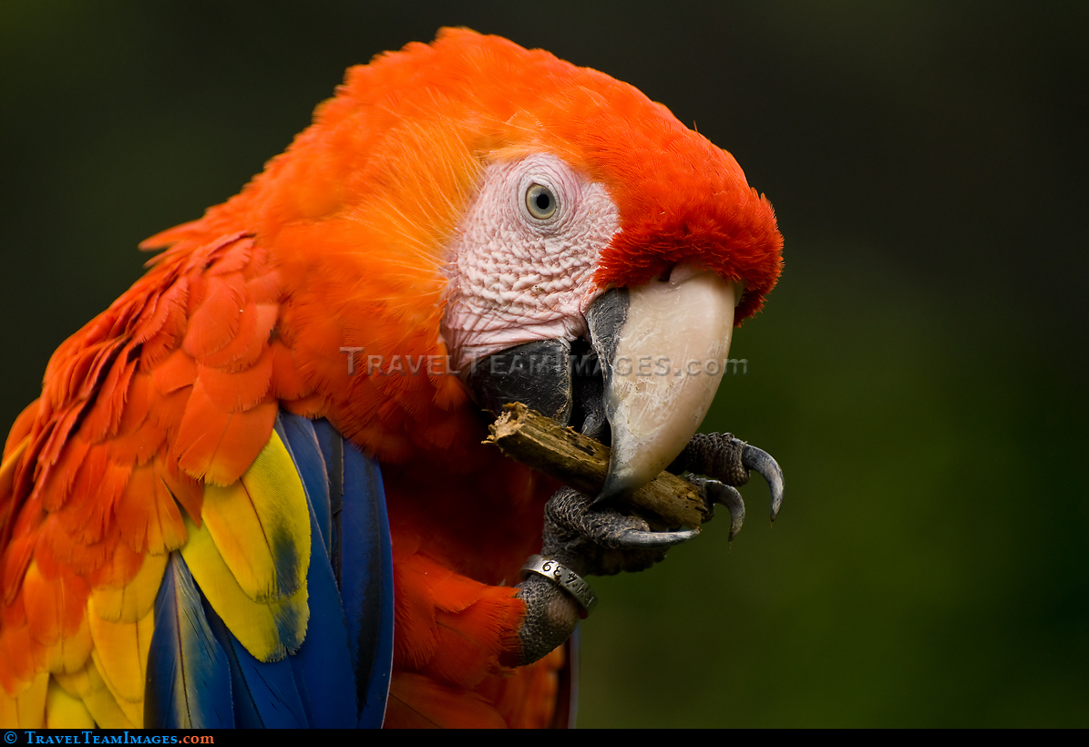 Scarlet Macaw