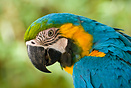 The Blue-and-gold Macaw (Ara ararauna)