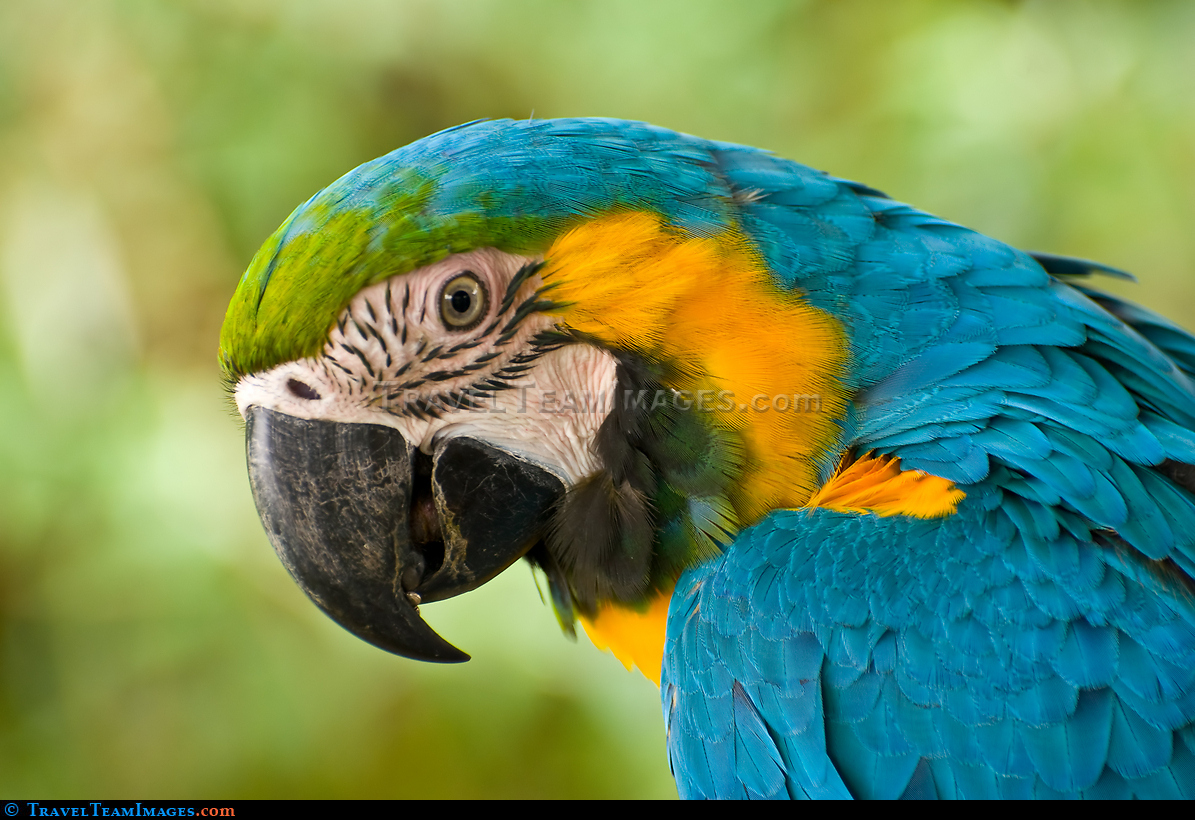 Blue-and-gold Macaw