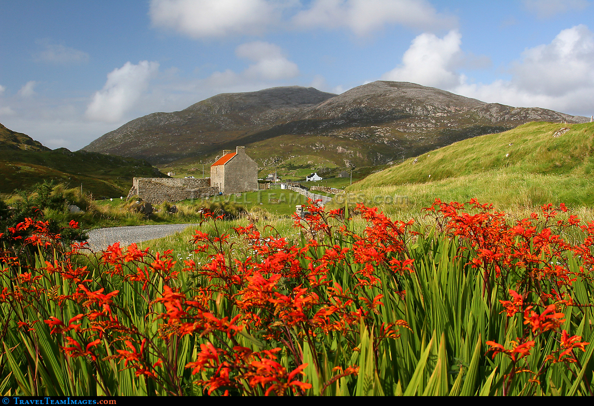 Harris Summer Colours