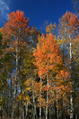 Aspens display their full range of autumn colours