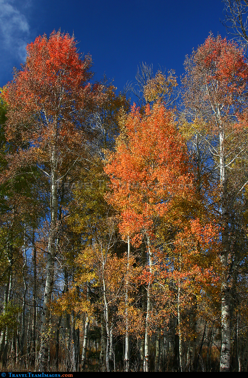 Autumn Aspens