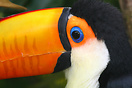 A Toco Toucan (Ramphastos toco) in the Leeds Castle Aviary