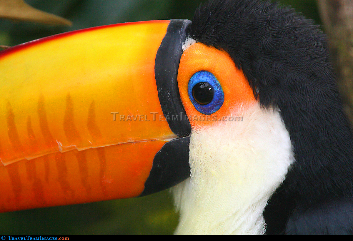 Toco Toucan