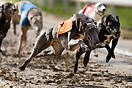 Greyhound racing in the Kinsley Stadium