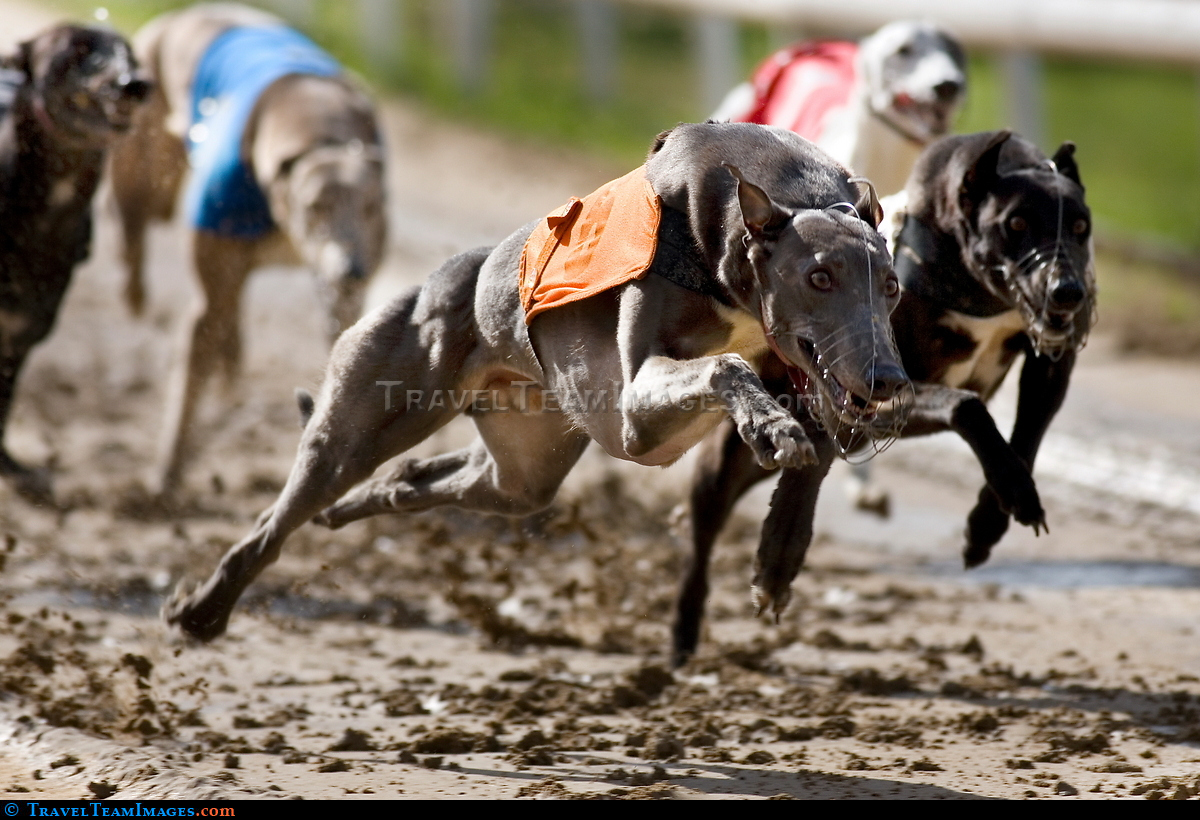 Greyhound Racing