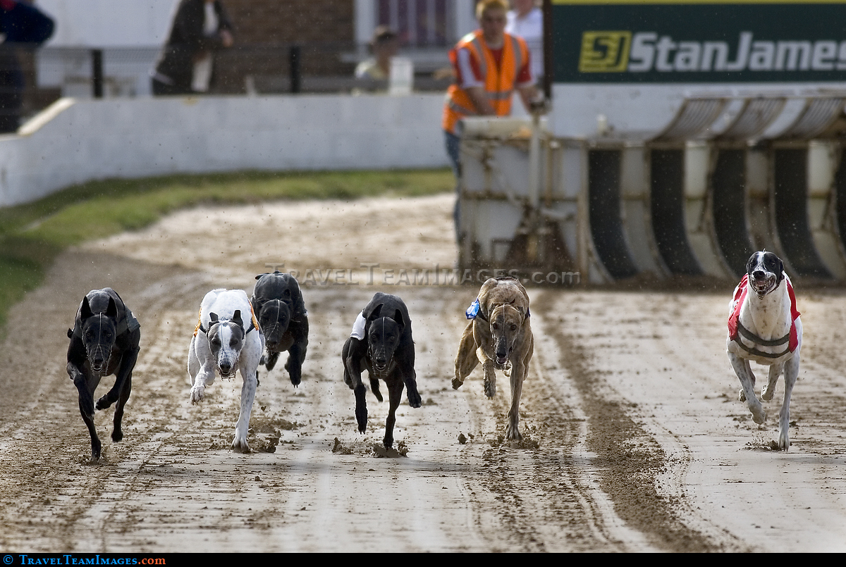 Greyhound Racing