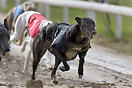 Greyhound racing in the Kinsley Stadium