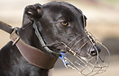 Greyhound racing in the Kinsley Stadium
