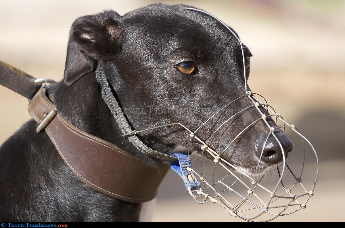 Greyhound Racing