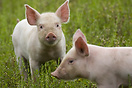 Two young piglets on the Wetherby Pig Farm