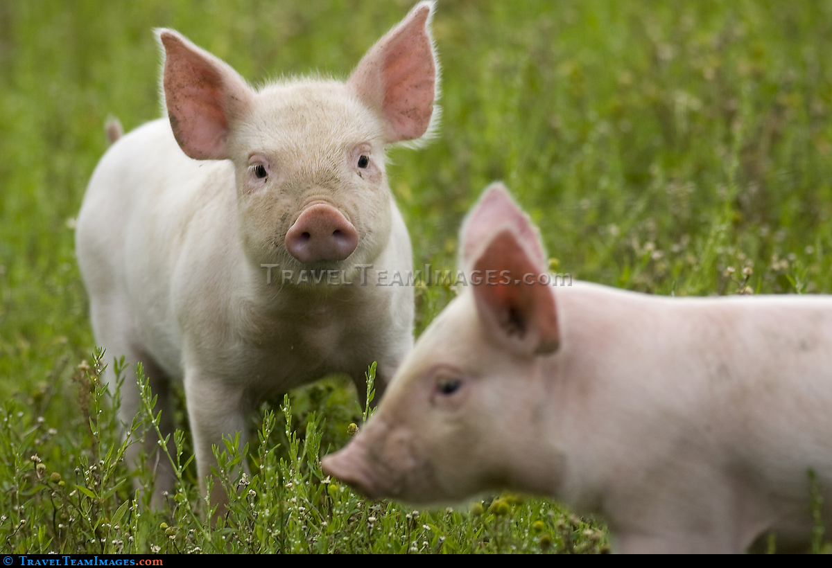 Piglets