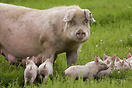 The Pork family on the Wetherby Pig Farm