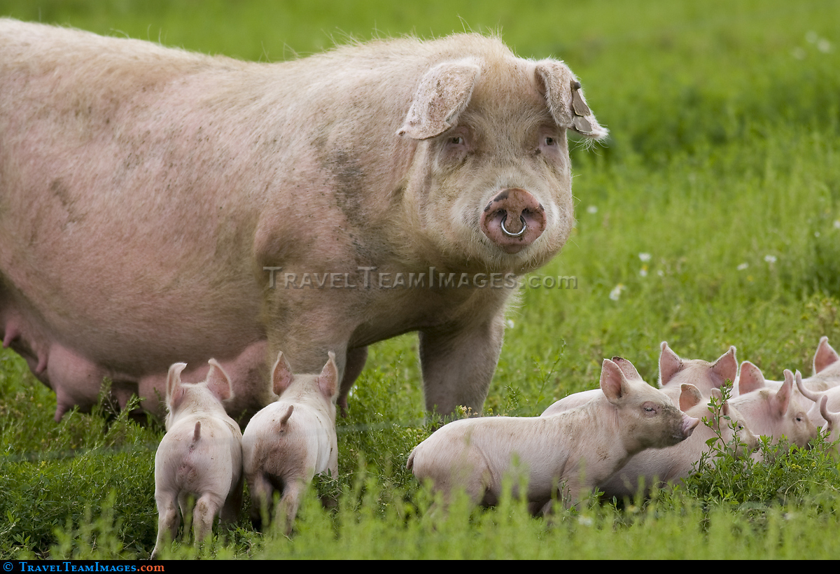 The Pork Family