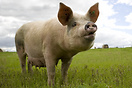 A sow on the Wetherby Pig Farm