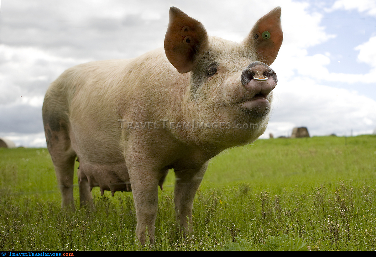 Wetherby Pig Farm