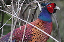 A male pheasant in Otley Woods, West Yorkshire