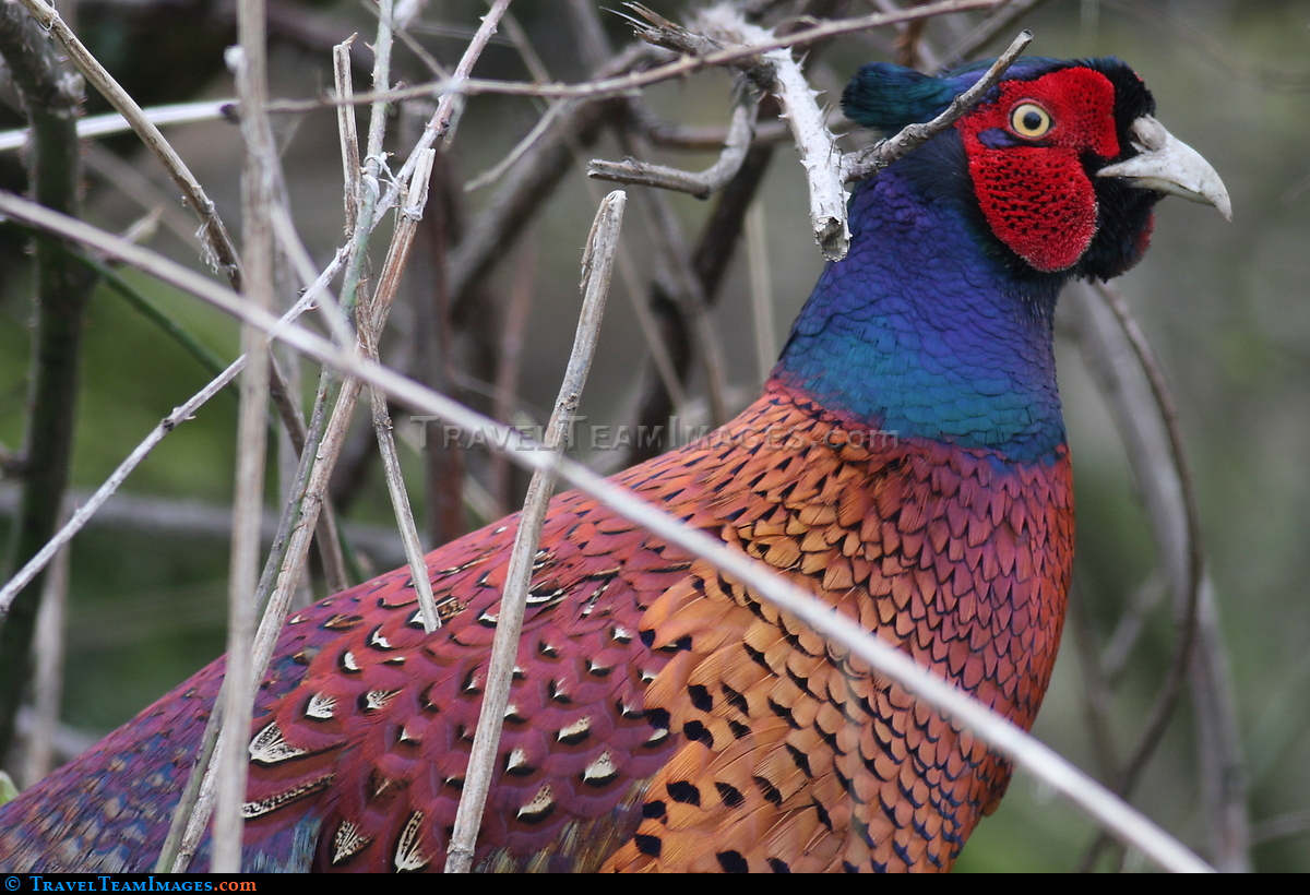 Pheasant