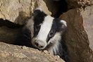 Brock the Badger