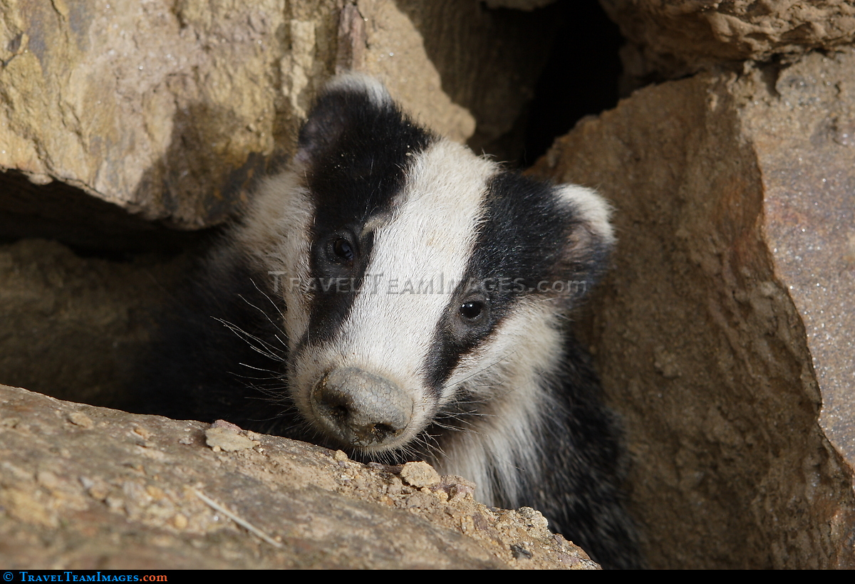 Badger