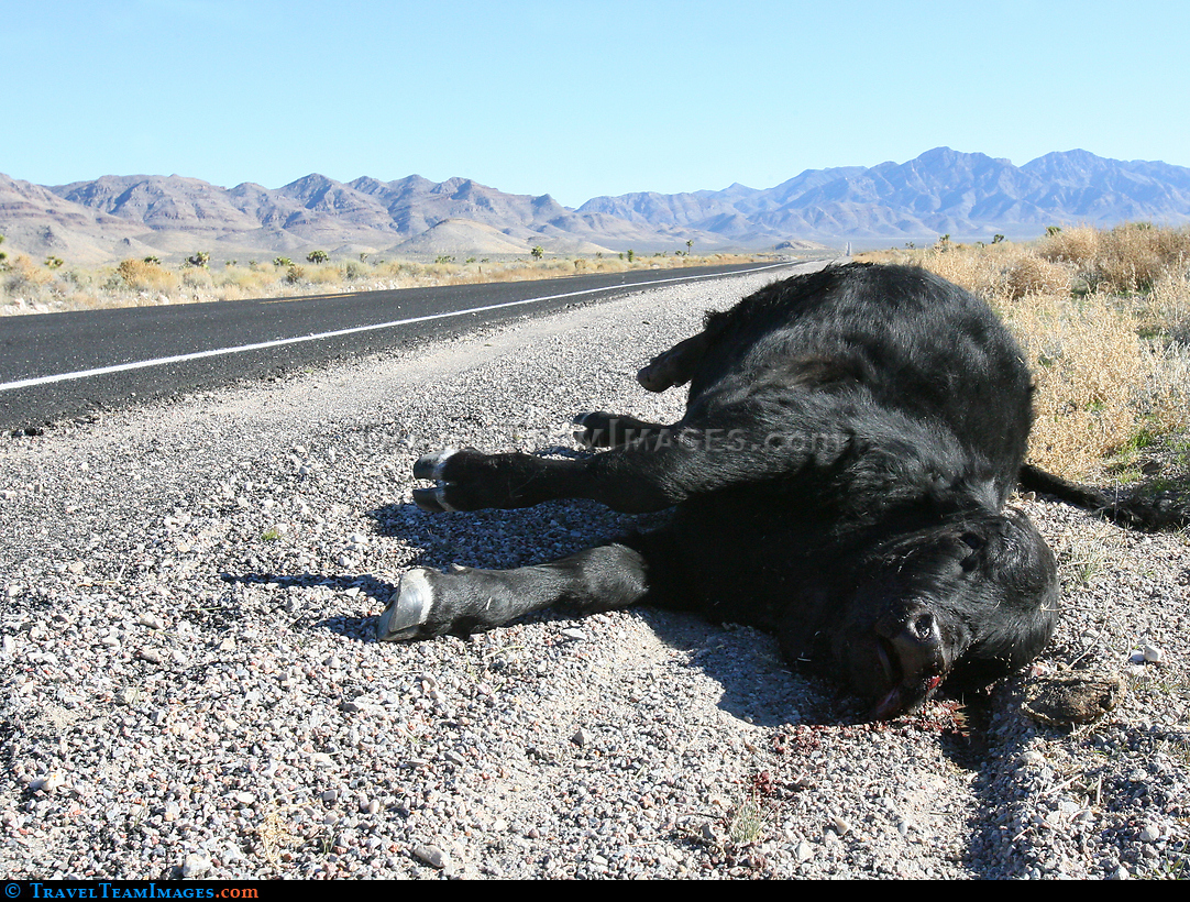 Road Kill