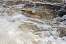 Salmon leaping the waterfalls on the annual migration up stream to spa...