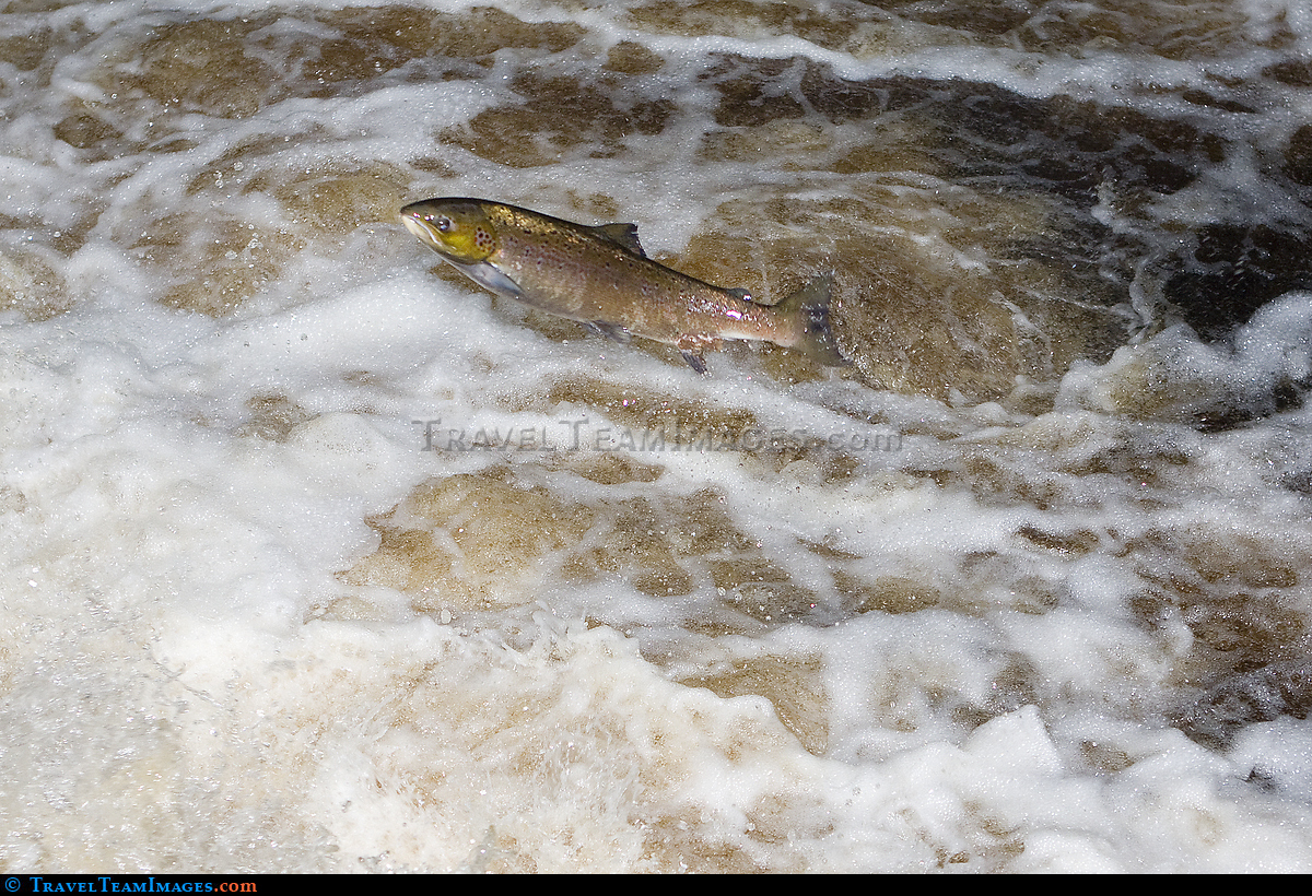 Salmon Leaping