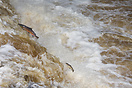 Salmon leaping the waterfalls on the annual migration upstream to spaw...