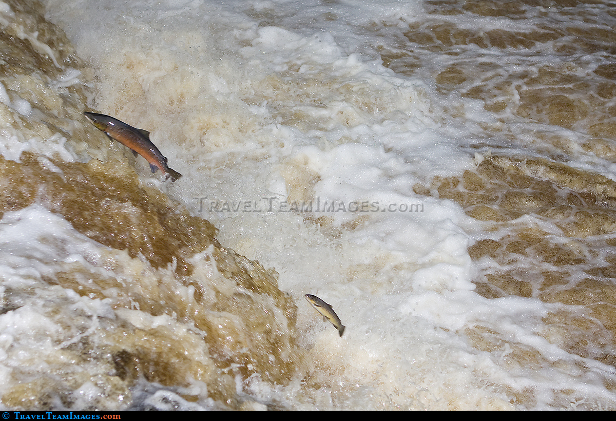 Salmon Leaping