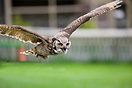 Max the Bengal eagle owl seen here flying at the Giggleswick Falconary...