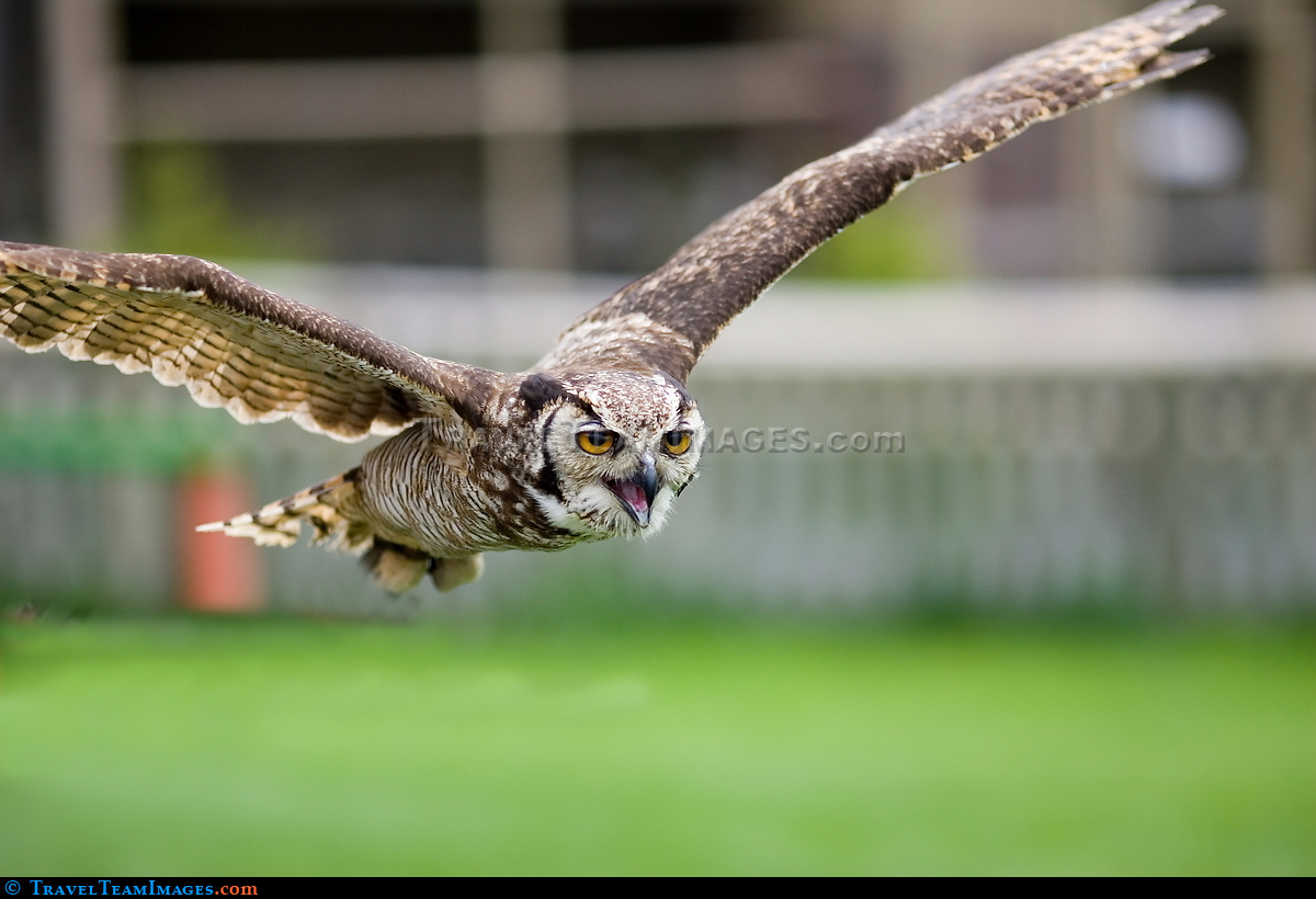 Eagle Owl