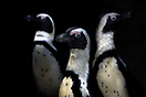Penguins, Santander