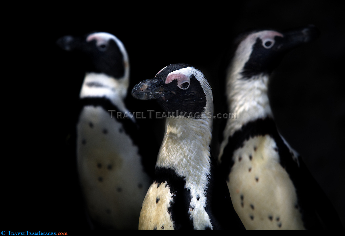 The Three Tenors