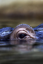 Hippopotamus in Berlin Zoo