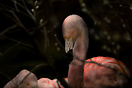 Flamingo, Berlin Zoo