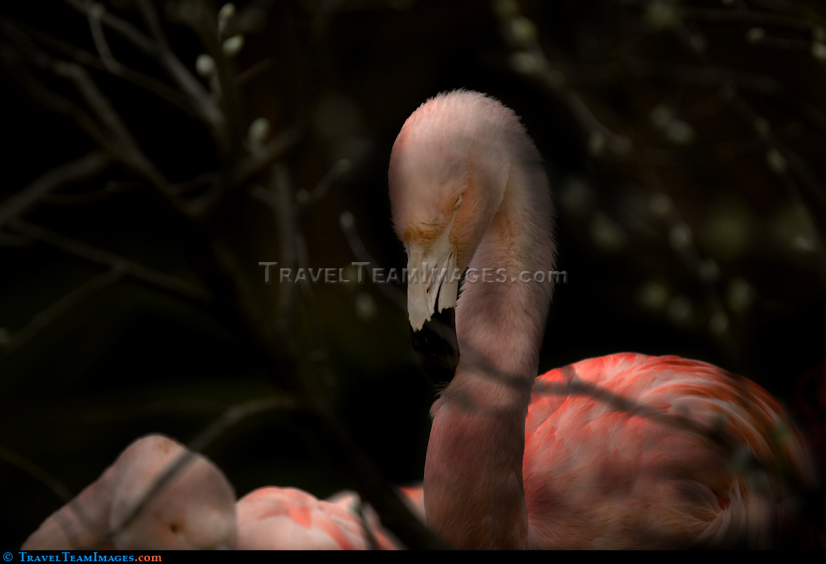 Flamingo