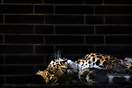 Leopard at Berlin Zoo