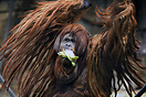 Male orangutan in Berlin Zoo