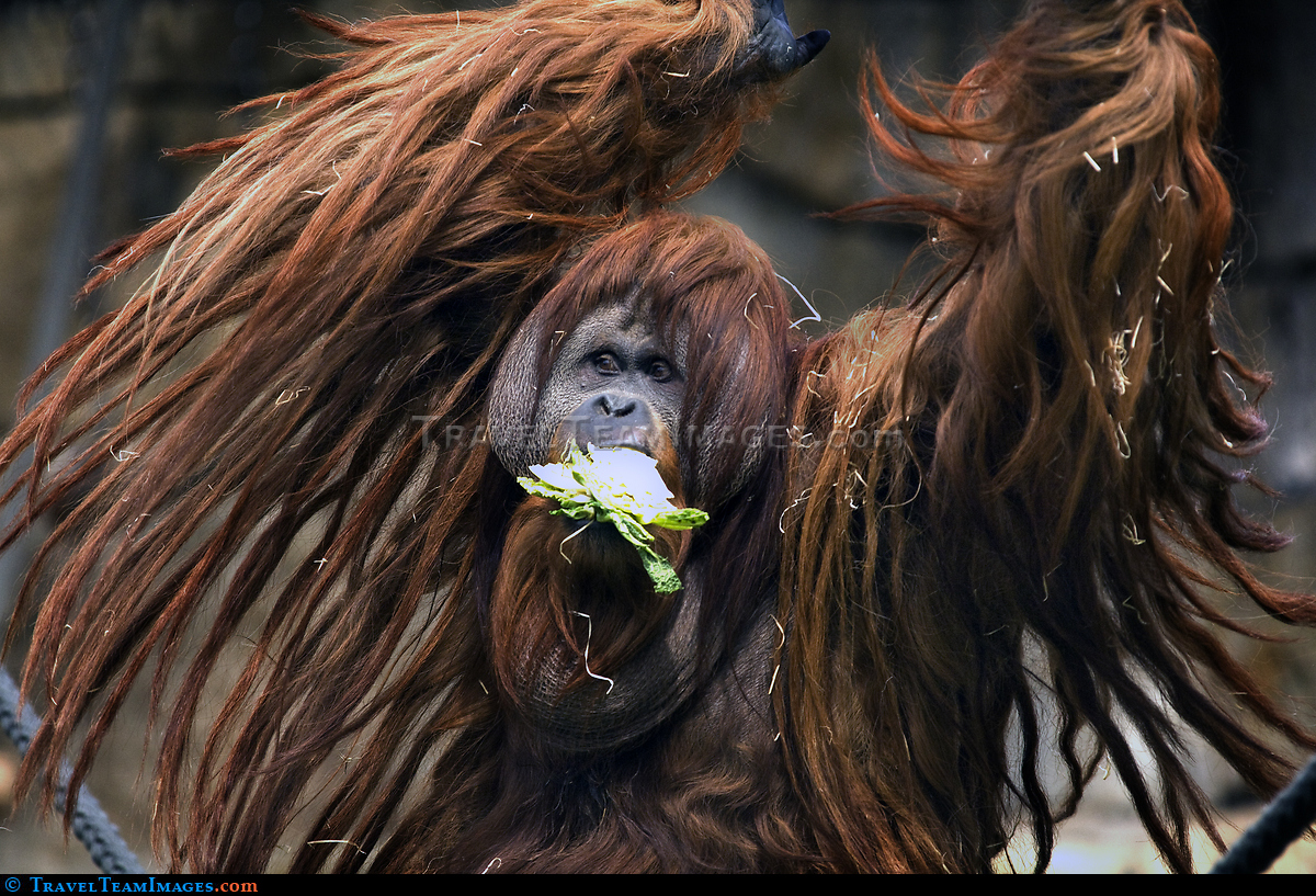 Chewbacca