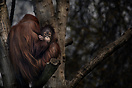 Orangutans in Berlin Zoo
